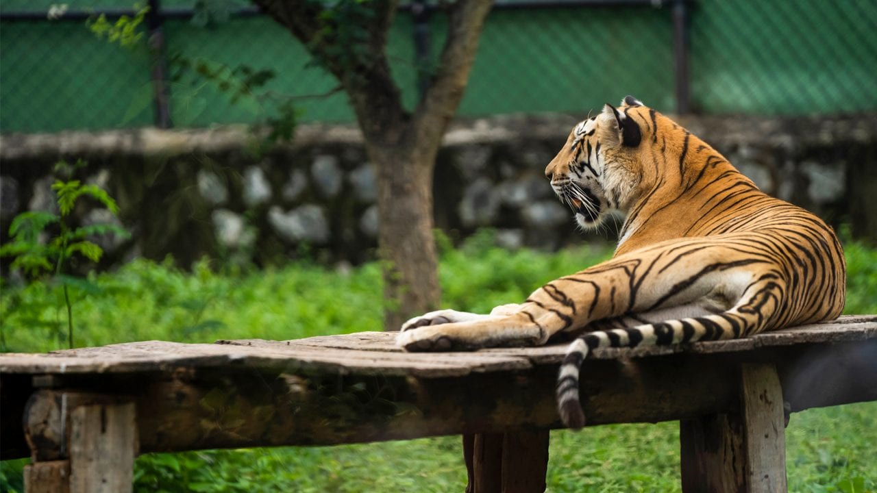 Arignar Anna Zoological Park