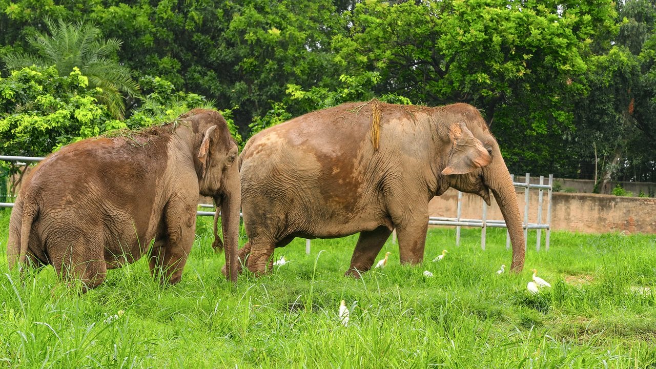 Chattbir Zoo