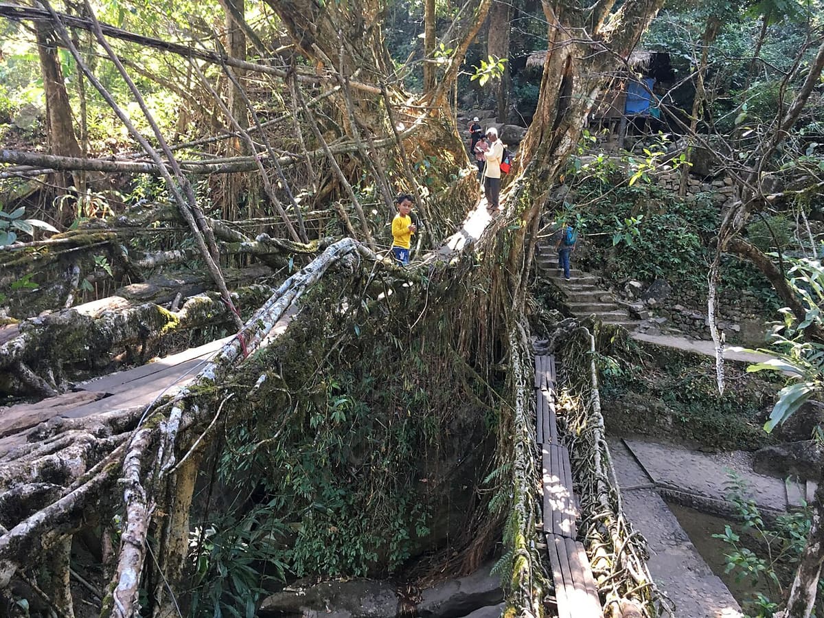 Double Decker Living Root Bridge