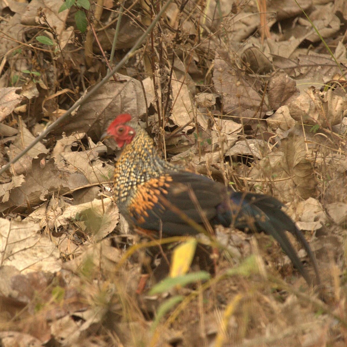 Brahmagiri Wildlife Sanctuary