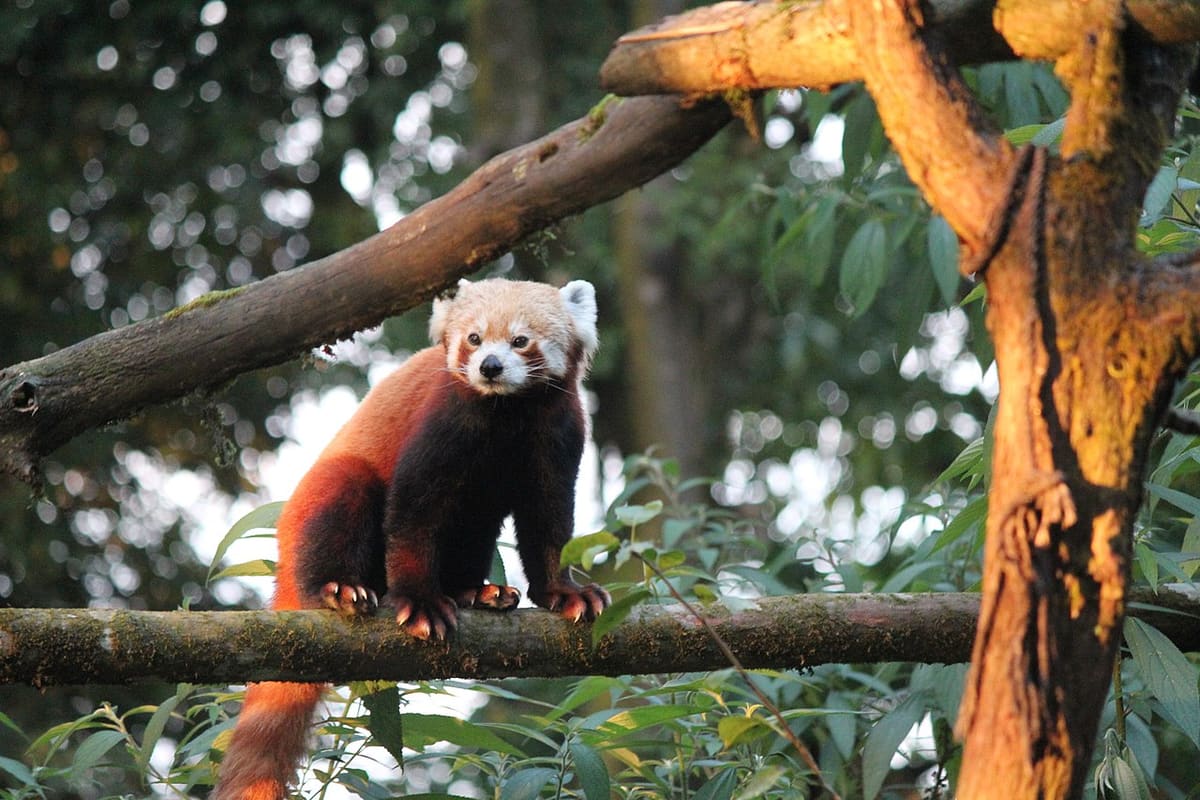 Padmaja Naidu Himalayan Zoological Park
