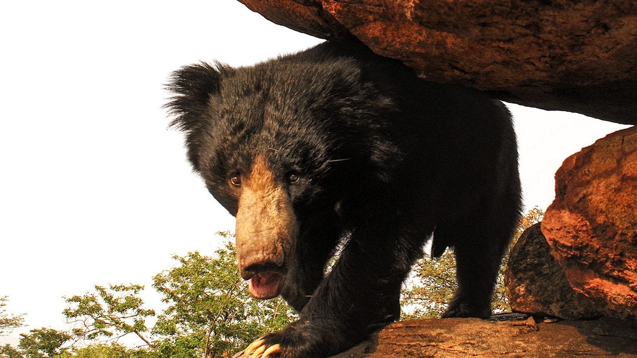 Daroji Bear Sanctuary
