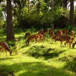 Deer Park