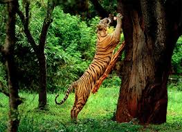 Mount Abu Wildlife Sanctuary