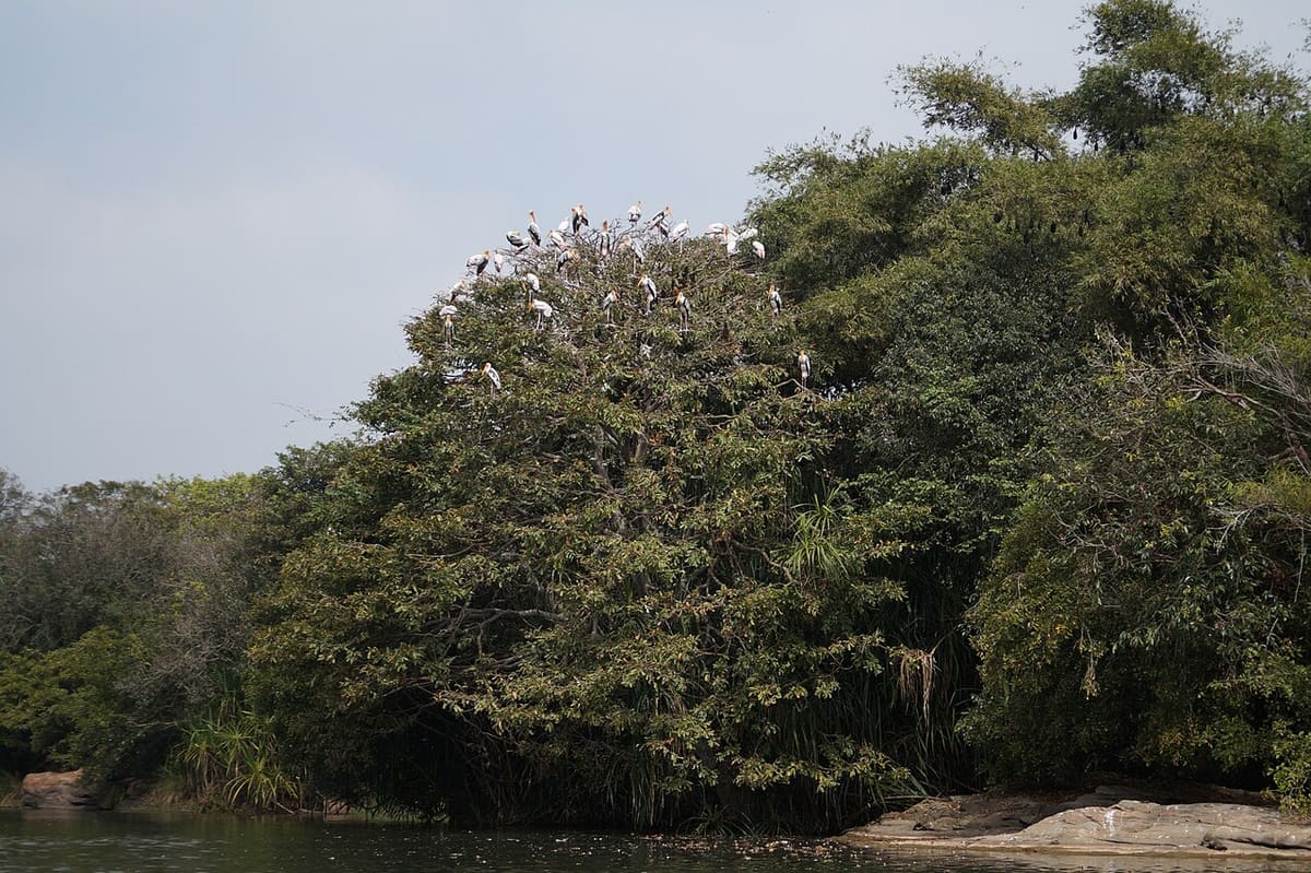 Ranganathittu Bird Sanctuary