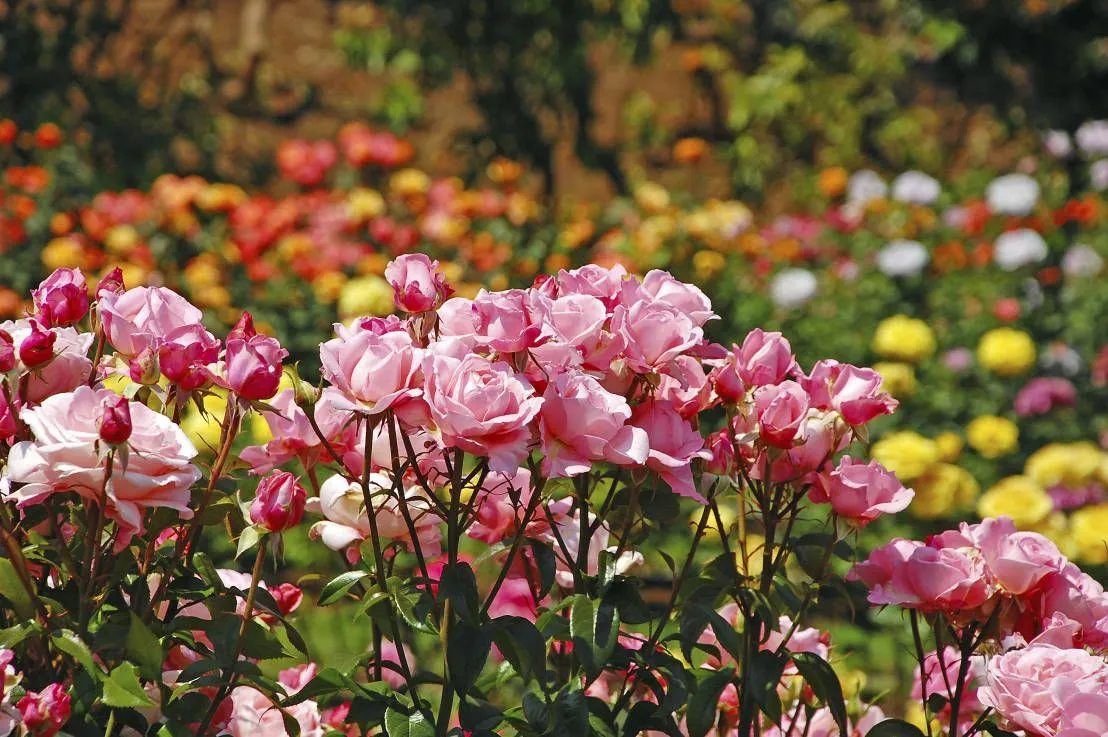 Soak the vibe of Rose Garden