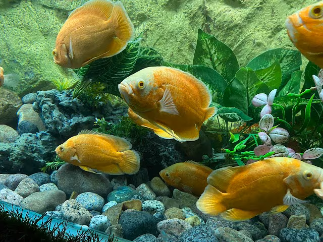 Under The Sun Aquarium